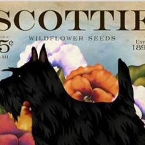 Meet your Posher, Janice